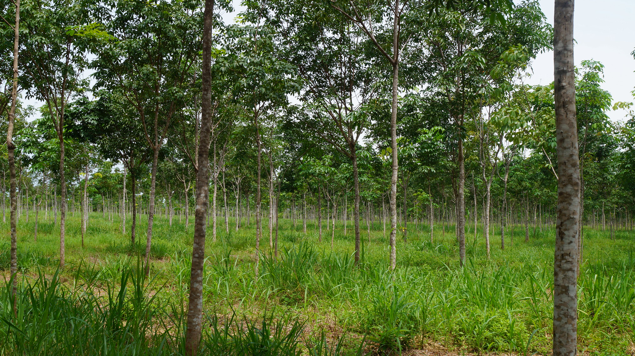 Timberfarm Wald